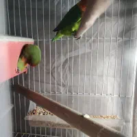 یه صفر طوطی برزیلی در حال تخم گذاری