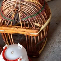 فروش دانخوری و آبخوری و قفس