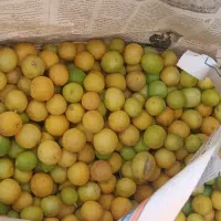 لیمو ترش باابگیری فقط امروز|خوردنی و آشامیدنی|قم, قلعه کامکار|دیوار