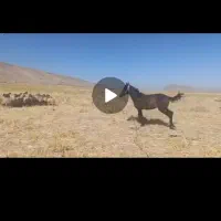 کره مادیون نژاد دار