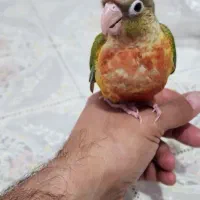 طوطی گرینچیک جوجه|پرنده|نیشابور, شهرک رسولی|دیوار