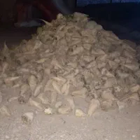 چغندر قند عیار بالا شیرین بدون خاک