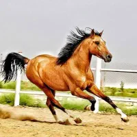 اسبکش