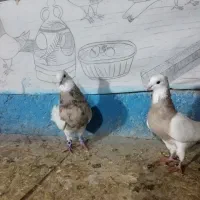 طوقی اجری خال