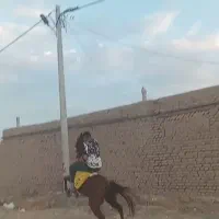 اسب|اسب و تجهیزات اسبسواری|کبودرآهنگ, |دیوار