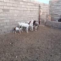 بز و میش