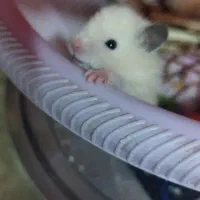 همستر زیبا وخانگی