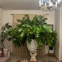 زاموفیلیای  ۸ ساله