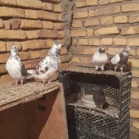 کبوتر|پرنده|گمیشان, |دیوار