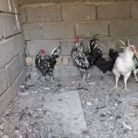 ۲عددخروس گلین|حیوانات مزرعه|شهریار, بکه|دیوار