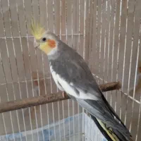 دوتا عروس هلندی