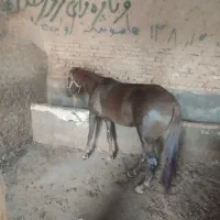 حیوان