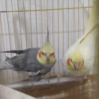 عروس هلندی دستی و سخنگو