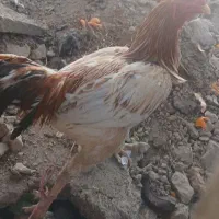 خروس لاری اصل