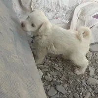 فروش 4 عدد توله|سگ|گلبهار, شهر جدید گلبهار|دیوار