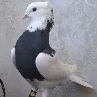 معاوضه جوجه دم سرخ با کبوتر طوقی