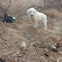 توله سگ|سگ|بیرجند, |دیوار