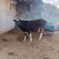 گاو ۸ماه آبستن