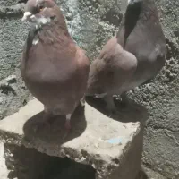 کبوتر جفت قرمز