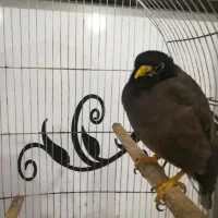 مرغ مینا سخنگو و دستی