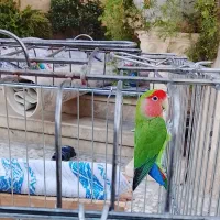 فروش یک عدد طوطی برزیلی|پرنده|آمل, |دیوار