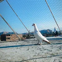 ماده دمب زرد دور چشم دار|پرنده|کرمان, |دیوار