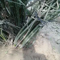 دیمیت|خدمات باغبانی و درختکاری|خورموج, |دیوار