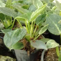 گل طبیعی برکین گلدون 14