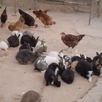پعلت جابجایی منزل