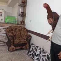 خروس لاری ۴دنگ|حیوانات مزرعه|سبزوار, باهنر|دیوار