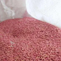 گندم بزری هما