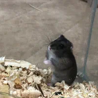 همستر دستی نژاد کپل|موش و خرگوش|گنبد کاووس, |دیوار