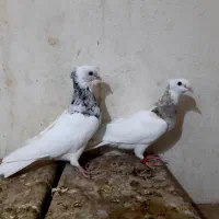 جفت نروماده طوق سرور بی عیب هفت رنگ|پرنده|ششده و قره بلاغ, |دیوار