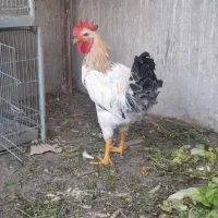 خروس