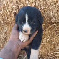 توله سگ قدریجونی