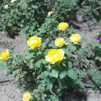 تحقیقات گل وگیاه|فعالیت داوطلبانه تحقیقاتی|کرج, مهرویلا جنوبی|دیوار