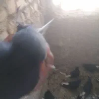 کبوتر|پرنده|مرودشت, گندم‎|دیوار