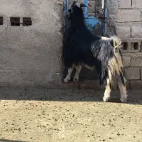 پازن چرمه سفید|حیوانات مزرعه|شیراز, گل سرخ|دیوار