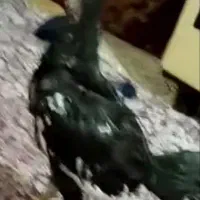 مرغ و خروس لاری