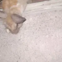 خرگوش
