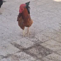 خروس|حیوانات مزرعه|محمدیه-قزوین, |دیوار