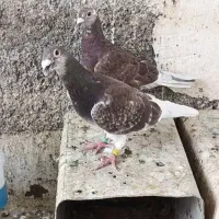پلاکی معاوضه با کبوتر  آبادانی  و پرشی