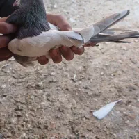 کبوتر|پرنده|کبودرآهنگ, |دیوار