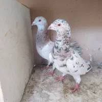 کبوتر|پرنده|تهران, پرستار|دیوار