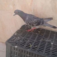 کبوتر