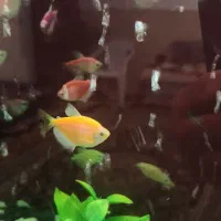 ماهی ارزون به علت جمع کردن