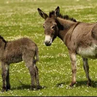 شیر الاغ .خر دوشیدن در حضور شما ضد اسم الرژی سرطان