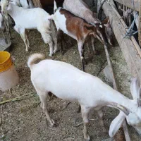 کهره بز بندر خمیر|حیوانات مزرعه|بندرعباس, |دیوار