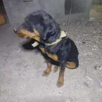 سگ روتوایلر ماده|سگ|ازنا, |دیوار