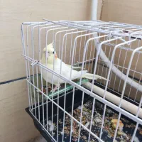 عروس هلندی و قناری